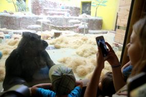 Горила Тоні