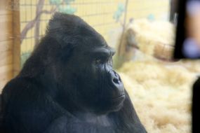 Горила Тоні