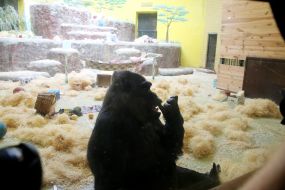 Gorilla Tony