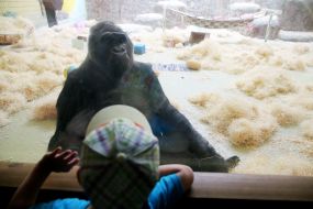 Горила Тоні