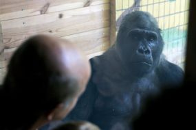 Горила Тоні