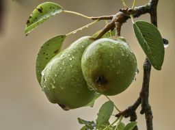 Pears on the branch