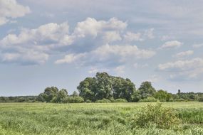 Field