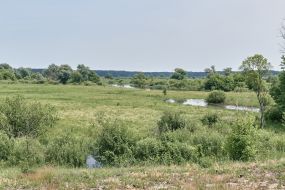 Field