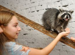 Girl stroking raccoon