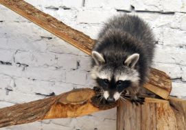 Raccoon
