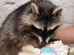Raccoon