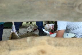 Празднование Курбан-байрама