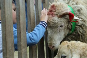 Мальчик гладит овцу