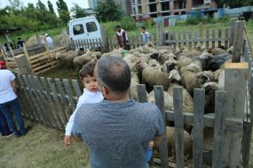 Мужчина держит сына на руках возле загона с овцами