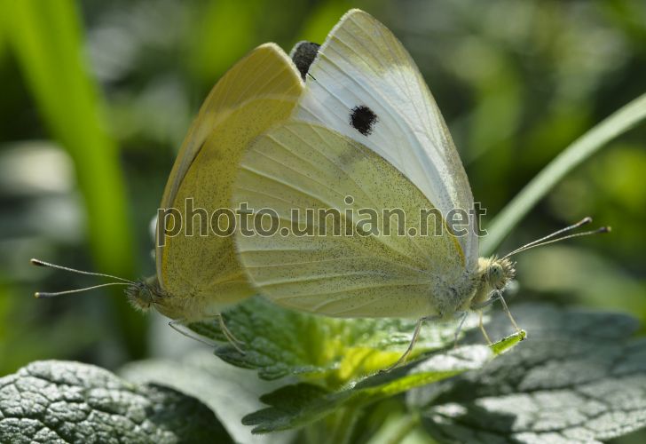 Бабочка капустница (197 фото)