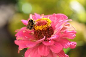 Bumblebee on zinnia