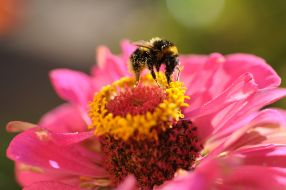 Bumblebee on zinnia