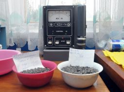 Семена подсолнечника в лаборатории