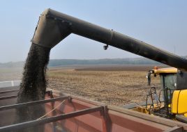 Сбор урожая подсолнечника