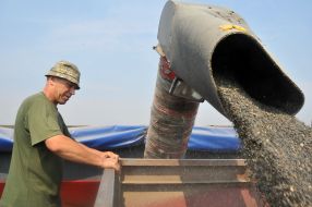 Сбор урожая подсолнечника