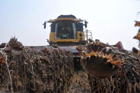 Sunflower harvesting
