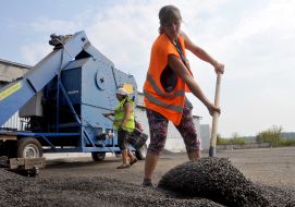 Sunflower harvesting