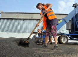 Sunflower harvesting