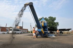 Sunflower harvesting