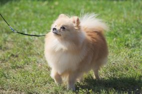 Собака породы померанский шпиц