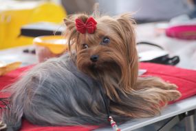 Собака породы йоркширский терьер