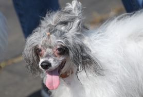 Выставка собак "Кубок Чернигова 2019"