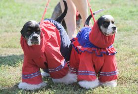 Выставка собак "Кубок Чернигова 2019"