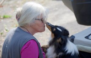 Собака породы колли