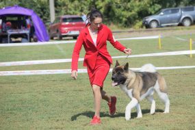 Выставка собак "Кубок Чернигова 2019"