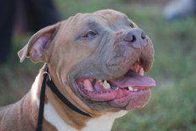 Собака породы американский стаффордширский терьер