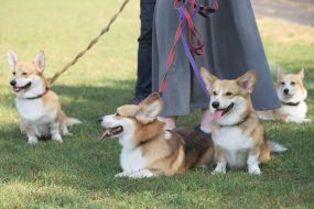 Собаки породы корги