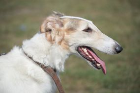 Собака породы русская псовая борзая