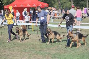 Собаки породы овчарка