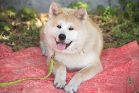 Собака породы акита
