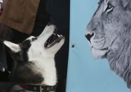 All-Ukrainian march for animals in Kiev