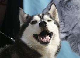 All-Ukrainian march for animals in Kiev