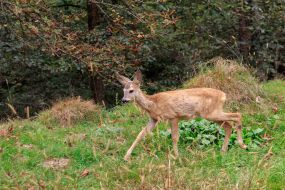 Roe deer