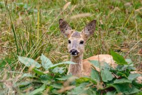 Roe deer