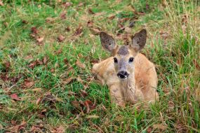 Roe deer