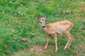 Roe deer