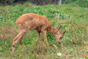 Roe deer