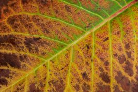 Yellow leaf of burdock