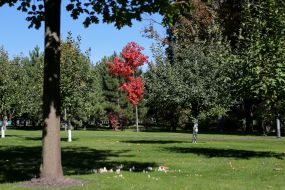 Національний парк "Межигір'я"