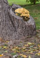 Chrysanthemum Festival