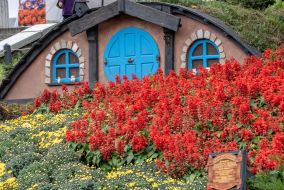 Chrysanthemum Festival