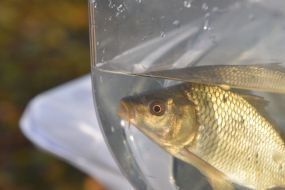 Measures to restore fishery resources in Zaporozhye