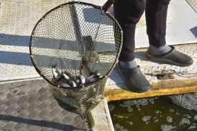 Measures to restore fishery resources in Zaporozhye