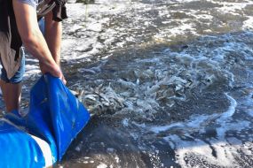 Акция по зарыблению Днепра