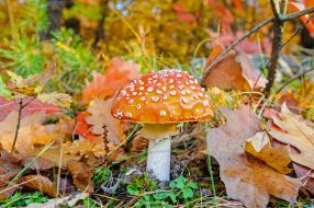 Mushroom in the forest